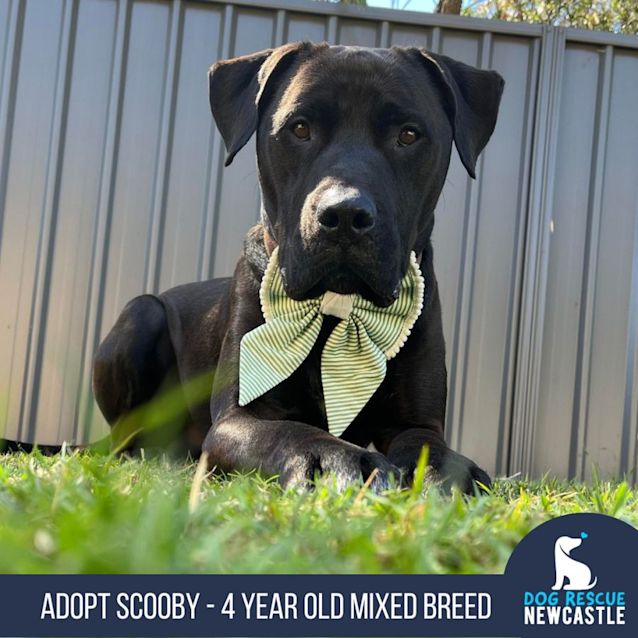 Photo of Scooby   4 Year Old Mixed Breed (Trial)