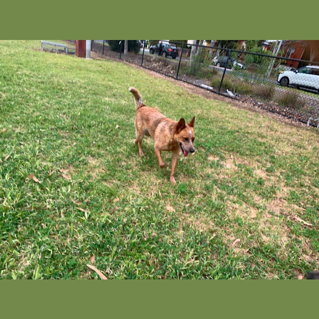 Photo of Rocky Rockstar