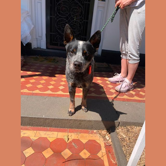 Photo of Bluey