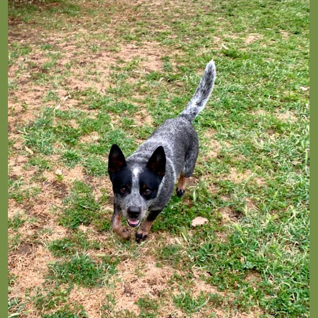 Photo of Bluey