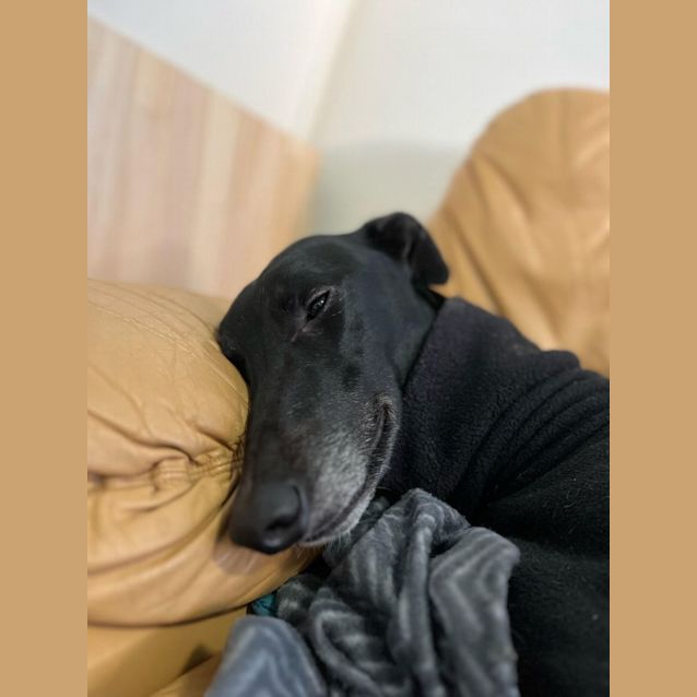 Photo of Tommy