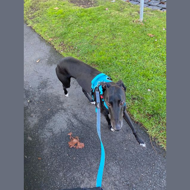 Photo of Tommy