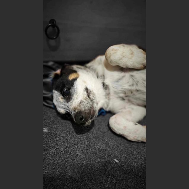 Photo of Shaggy