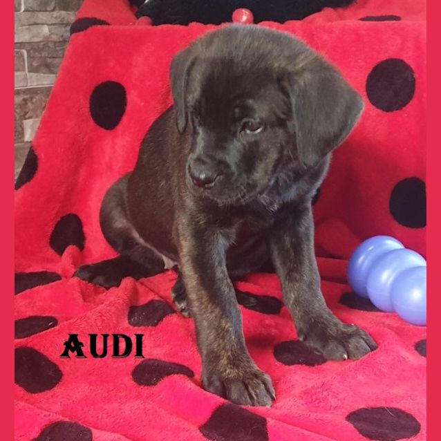 Photo of Audi