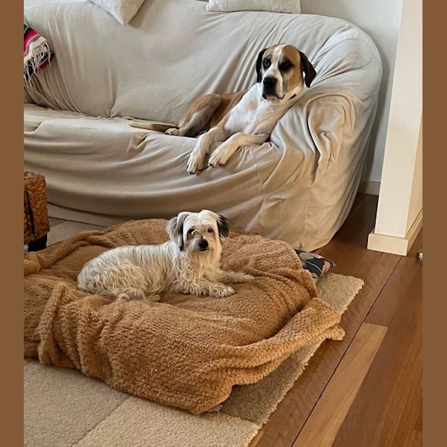 Photo of Princess   8 Year Old Maltese X Shih Tzu (Trial)