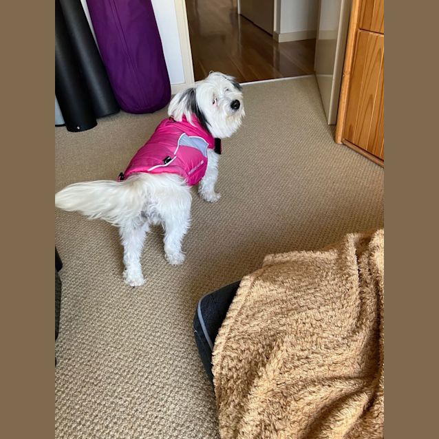Photo of Princess   8 Year Old Maltese X Shih Tzu (Trial)