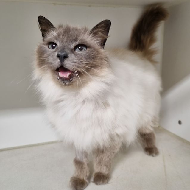Photo of Snowy 