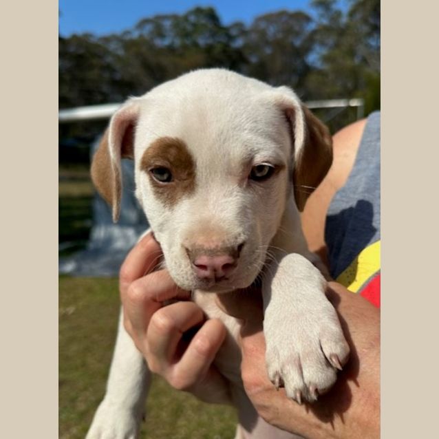 Photo of Cannelloni   11 Week Old Staffy X (Trial)