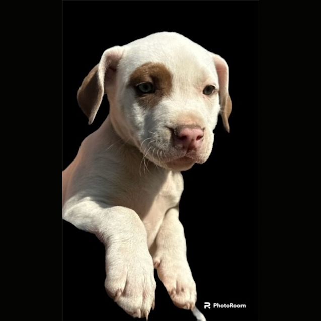 Photo of Cannelloni   11 Week Old Staffy X (Trial)