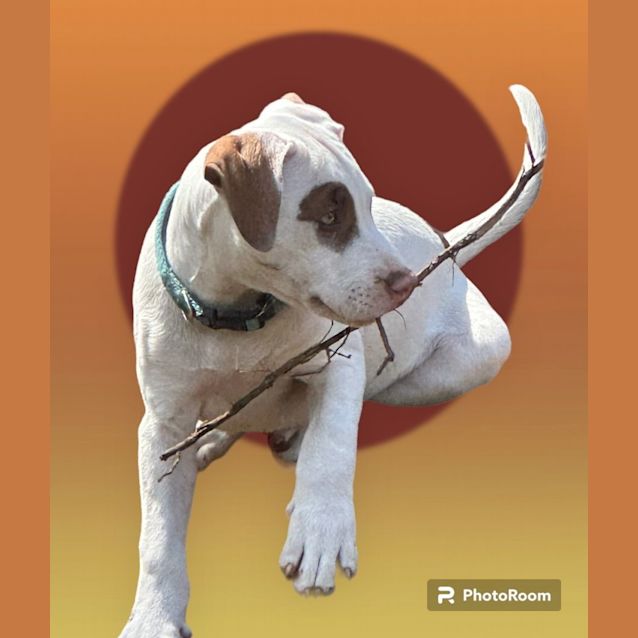 Photo of Cannelloni   11 Week Old Staffy X (Trial)