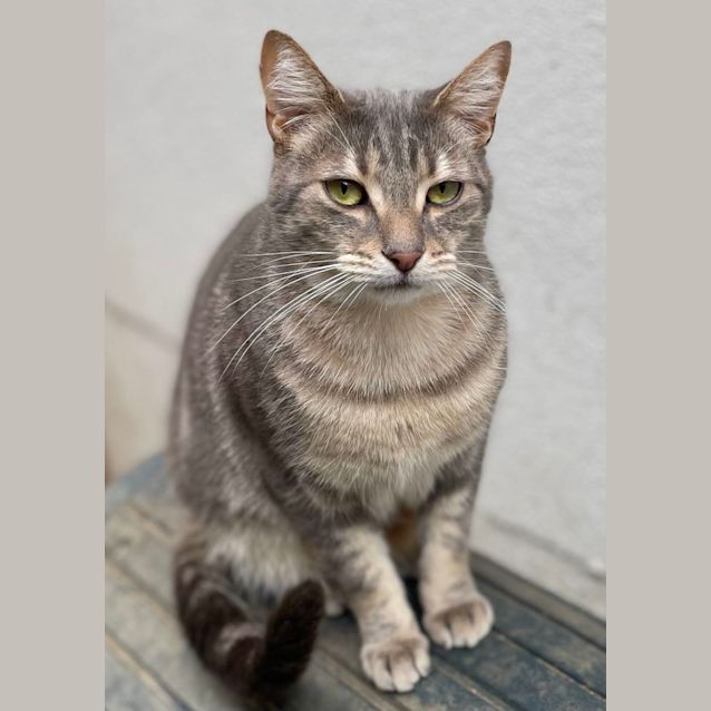 Photo of Humphrey 🐈‍⬛