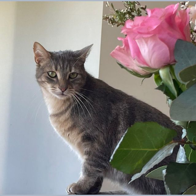 Photo of Humphrey 🐈‍⬛
