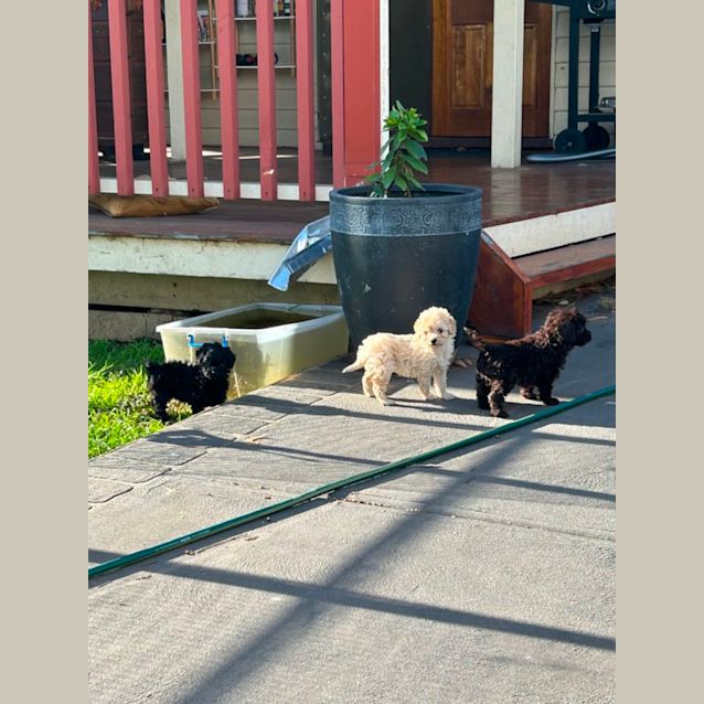 Photo of Kahlua And Bailey 