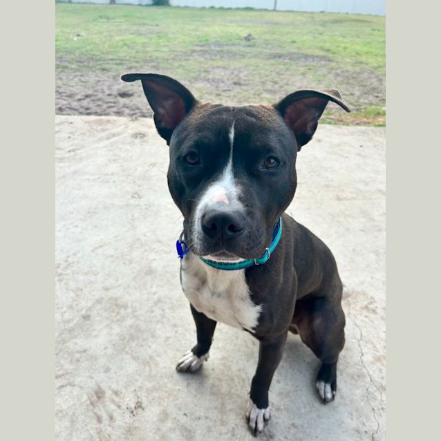 Photo of Reiko   1 Year Old Staffy X (Trial)