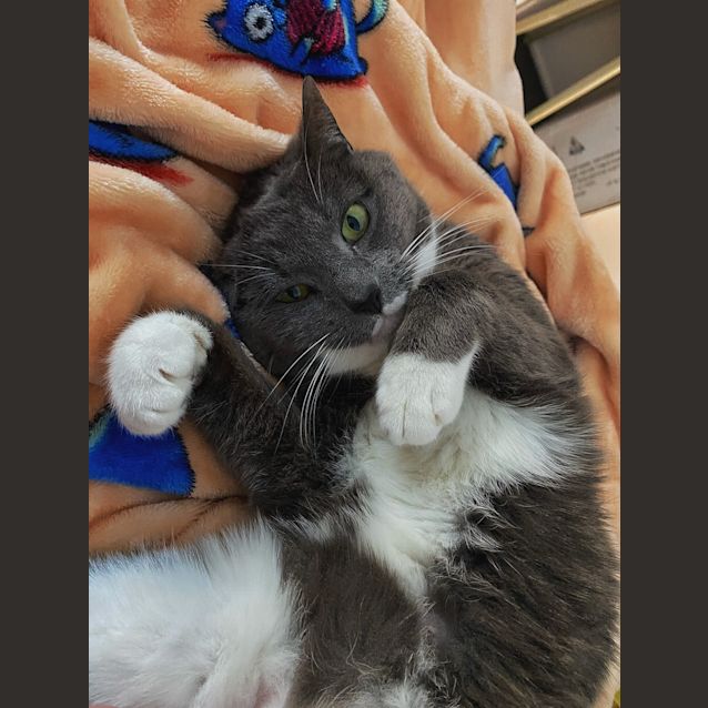 Photo of Bella