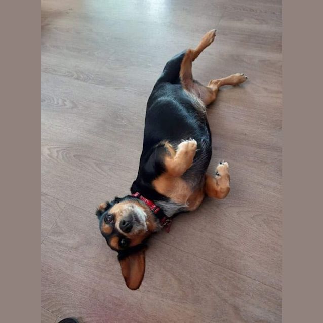 Photo of Bella Stella