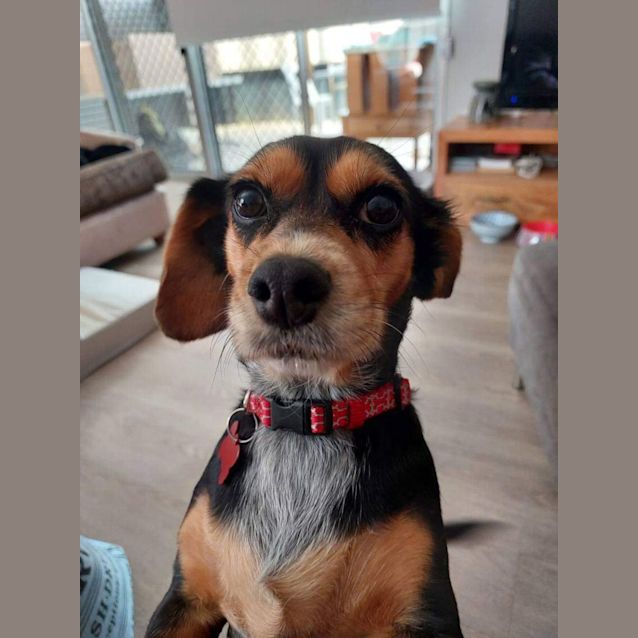 Photo of Bella Stella