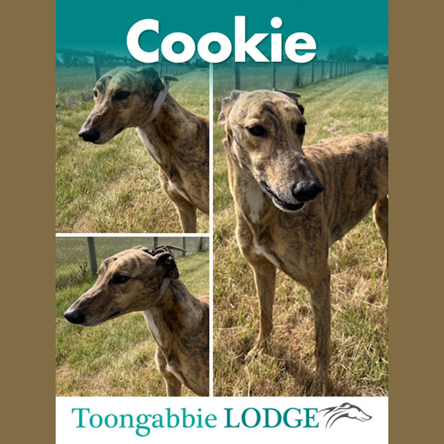 Photo of Cookie Alias Freddie Foxtrotter