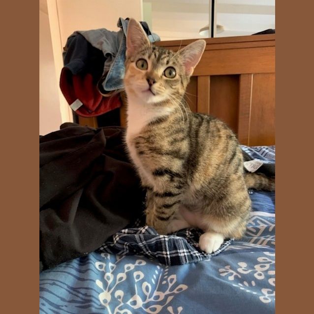 Photo of Tiki
