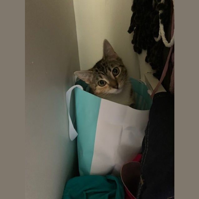 Photo of Tiki