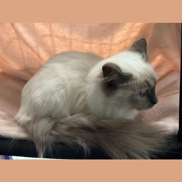Photo of Petunia