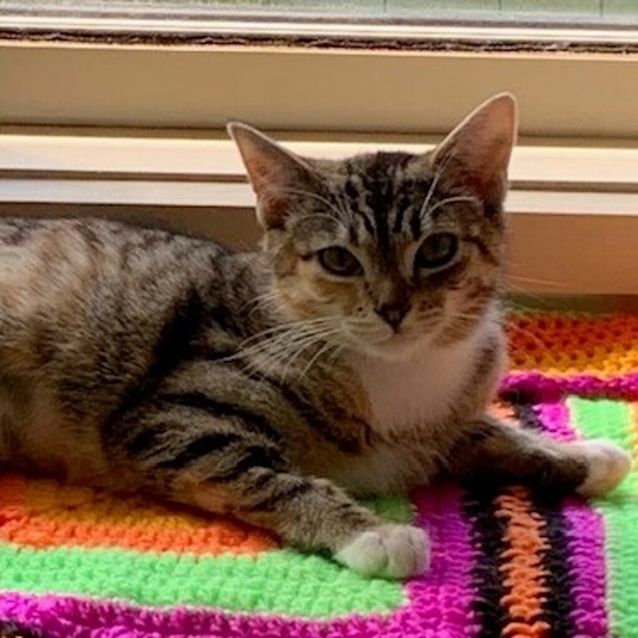 Photo of Tiki
