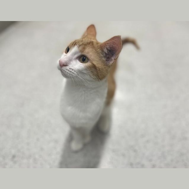 Photo of Timon