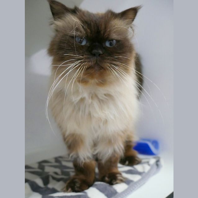 Photo of Cobber Sua011638