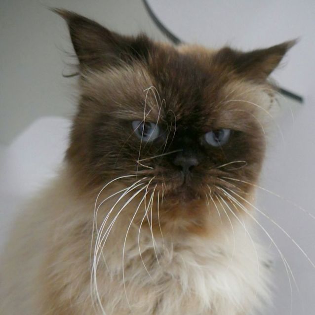 Photo of Cobber Sua011638