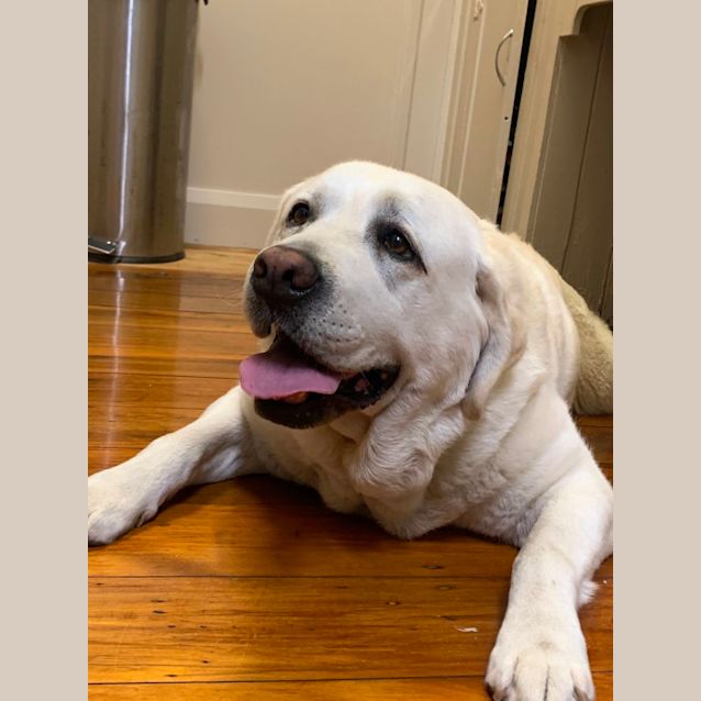 Photo of Gizmo   8 Year Old Labrador (Trial)