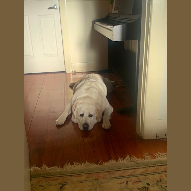 Photo of Gizmo   8 Year Old Labrador (Trial)