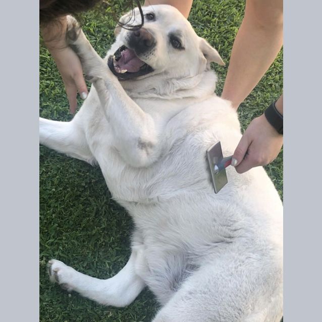 Photo of Gizmo   8 Year Old Labrador (Trial)