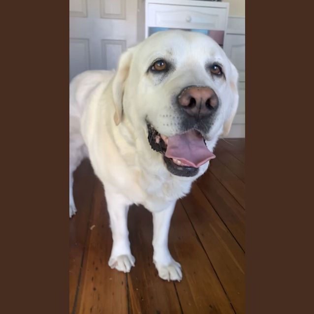 Photo of Gizmo   8 Year Old Labrador (Trial)