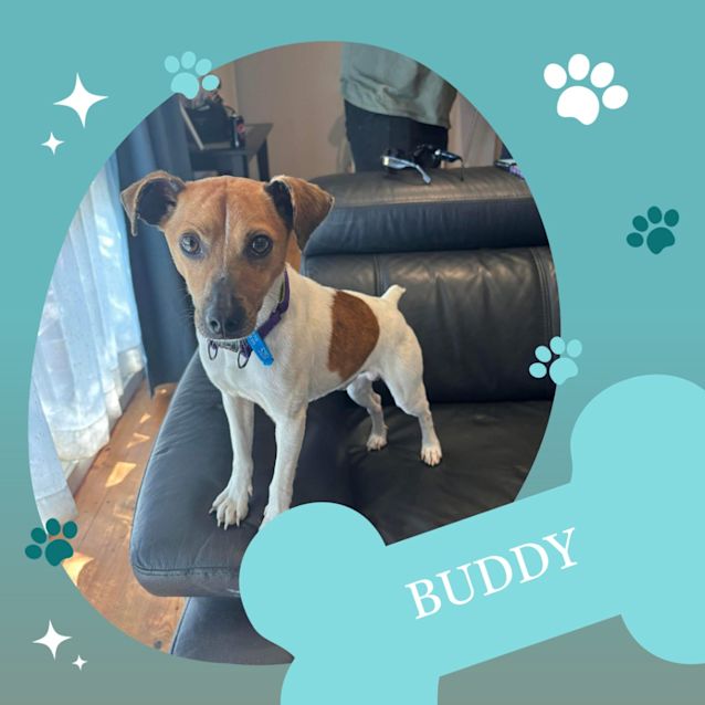 Photo of Buddy