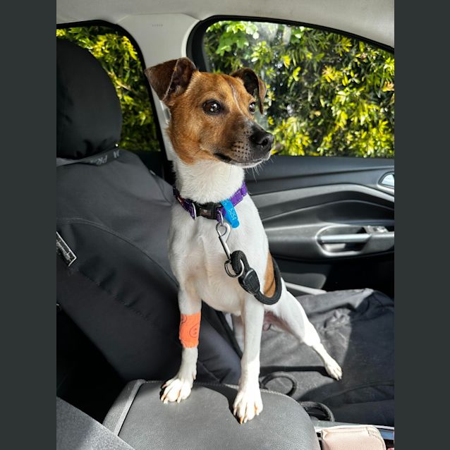 Photo of Buddy