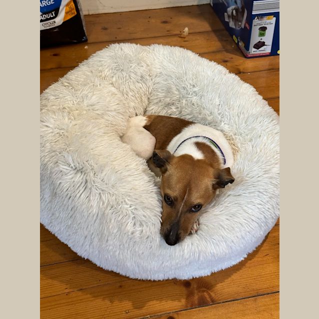 Photo of Buddy