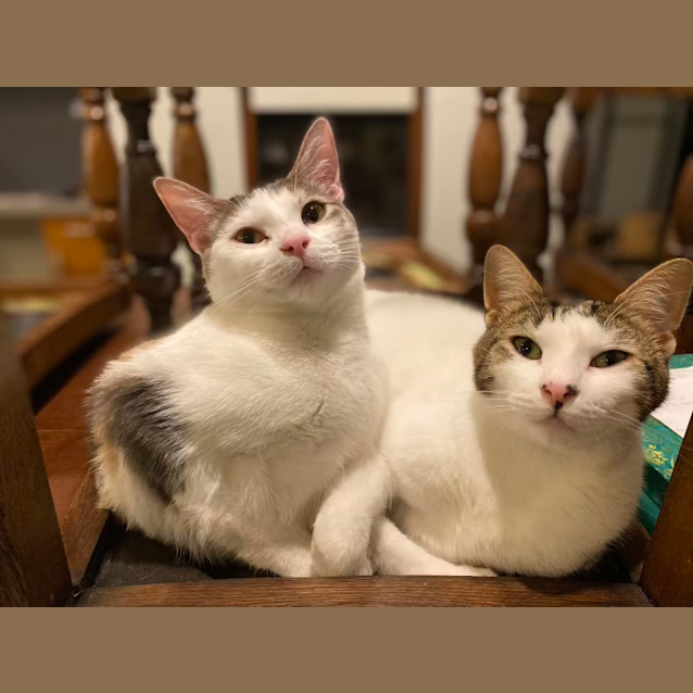 Photo of Saskia Aka 'Sassy Doo Dah' 🌸🐈‍⬛