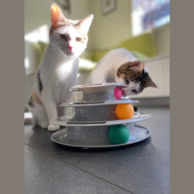 Photo of Saskia Aka 'Sassy Doo Dah' 🌸🐈‍⬛