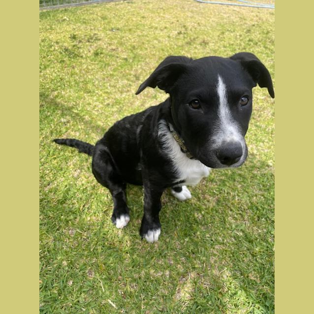 Photo of Cosmo
