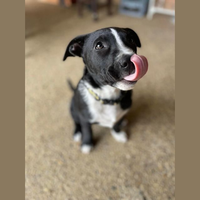 Photo of Cosmo