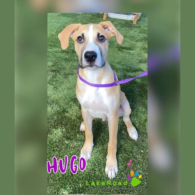 Photo of Hugo