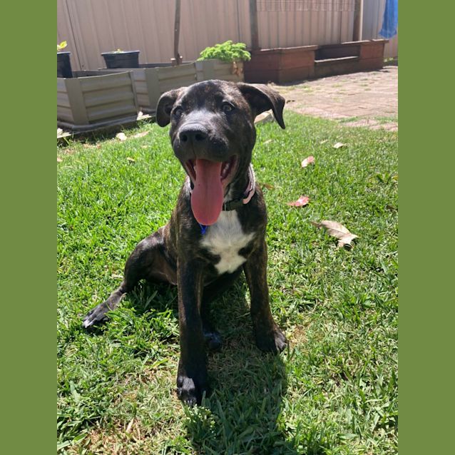 Photo of Bobbie B   4 Month Old Catahoula (Trial)