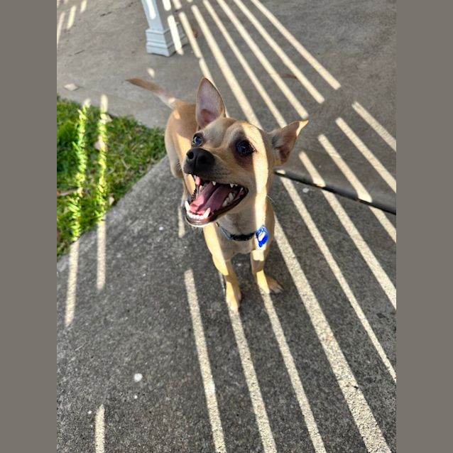 Stanley - 1 Year Old Chihuahua x Foxy (Trial) - Small Male Chihuahua Dog in  NSW - PetRescue