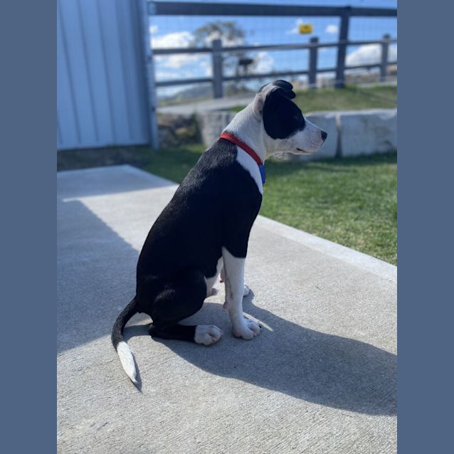 Photo of Benny   3 Month Old Staffy X