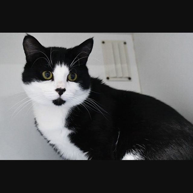 Photo of Hugo 11024