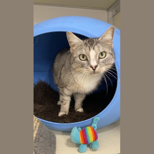 Photo of 🧇 Waffles F02550 🧇