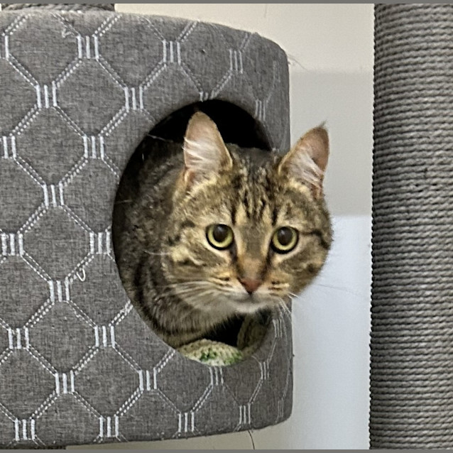 Photo of Nala Now Piper 