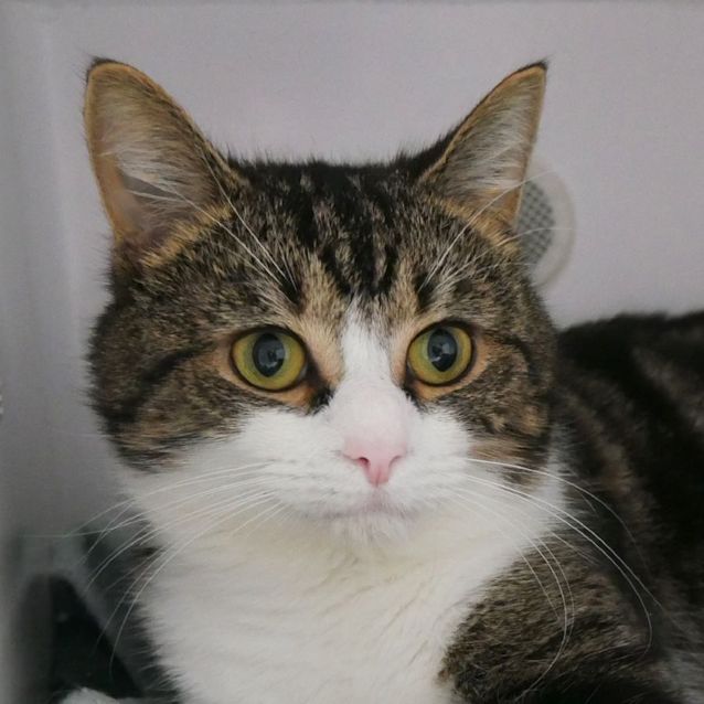 Photo of Bear Sta011641