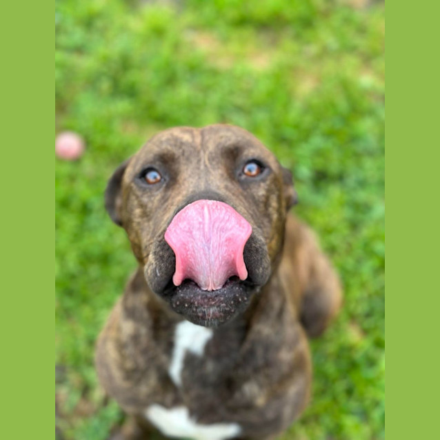 Photo of Marley