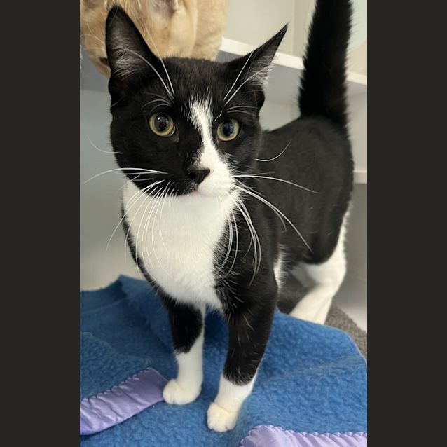 Photo of Oscar (Was Simon)